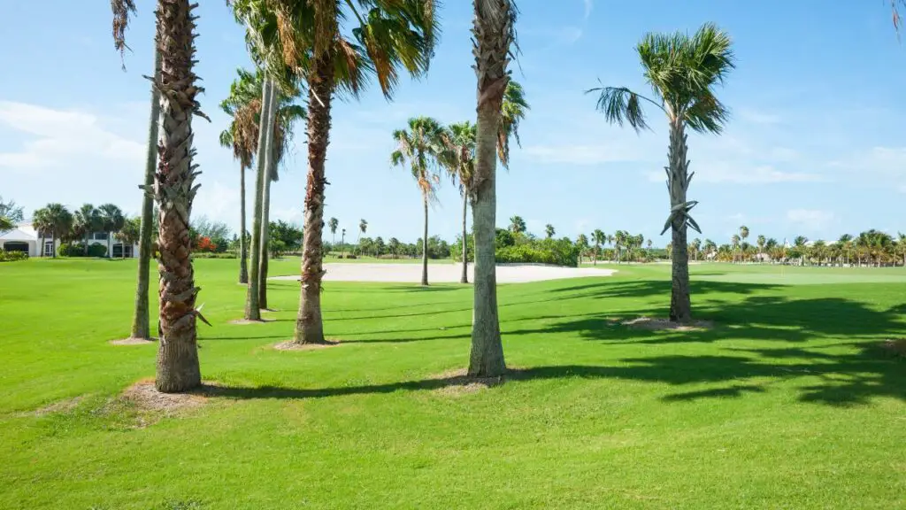 Beautiful golf course in sunlight and tress in scene