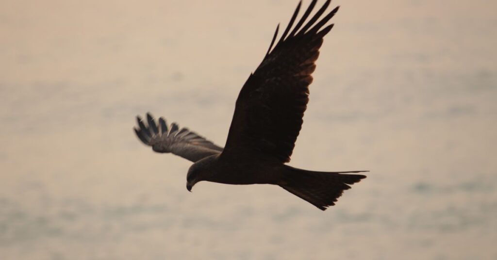 Eagle flying over Lake