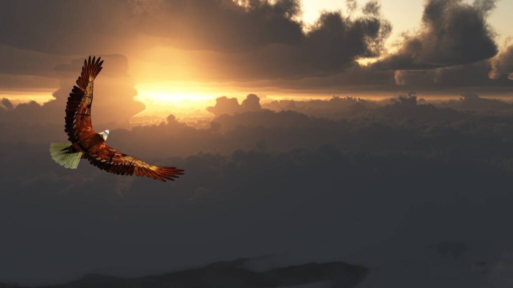 Eagle flying over sky line