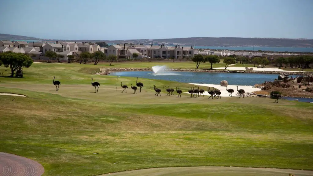 Ostrich herd running on a golf course