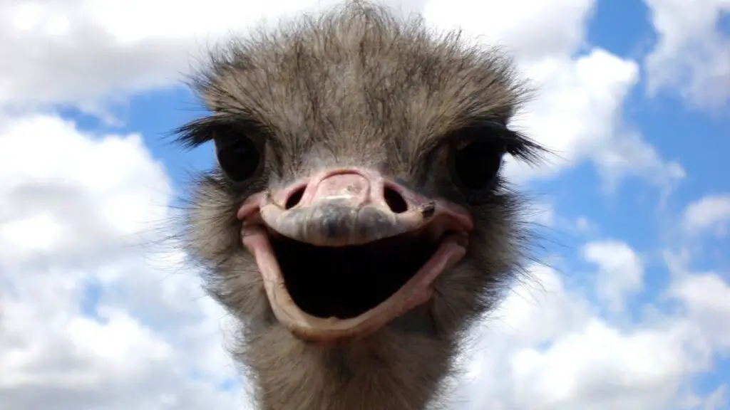 Ostrich smiling into camera
