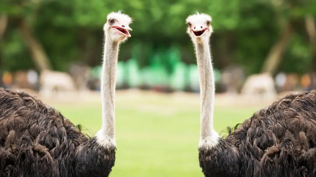 Two Ostriches standing next to each other