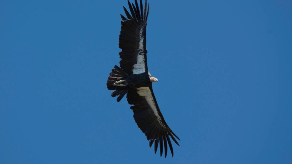 Condor bird flying in blue skies