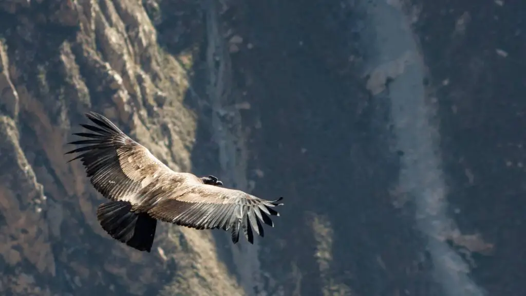 Condor bird flying in the sky