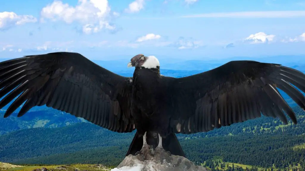Condor bird spreading his wings on mountain