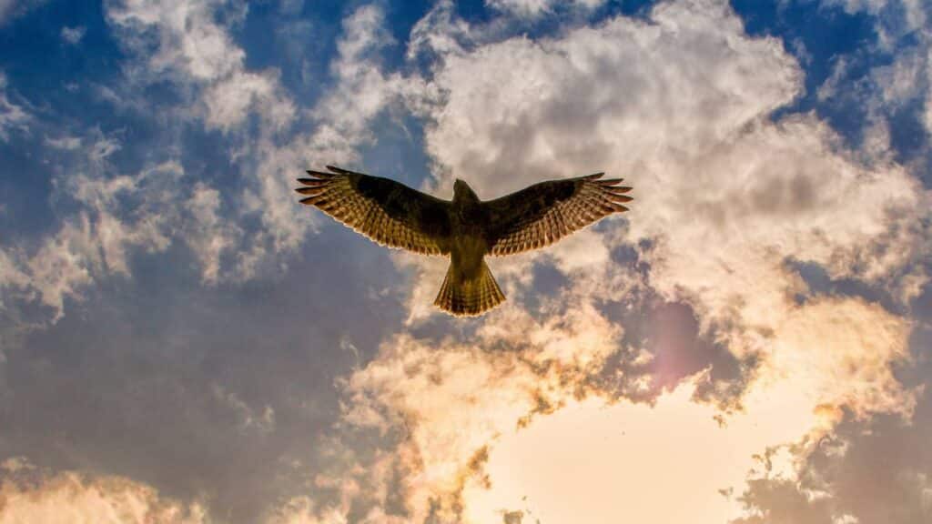 Eagle flying in blue skies