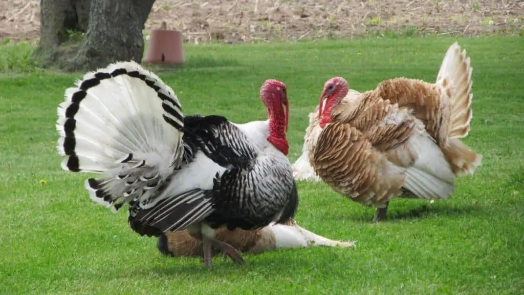 Turkeys on a golf course